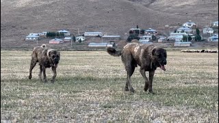 DUMAN VE KARABAŞ ORTALIĞI YIKTILAR KOBRA KARABAŞA SALDIRINCA DUMANIN TEPESİ ATTI SÜRÜDE BÜYÜK OLAY [upl. by Notsruht]