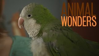 Chopsticks the Quaker Parrot is Hilarious [upl. by Aliuqat]