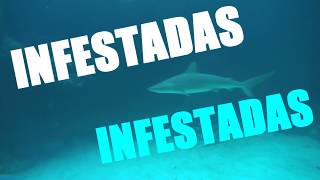 ¡CUIDADO 10 Playas con Tiburones [upl. by Steep]