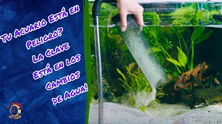 Cambia el Agua La Clave para un Acuario Perfecto [upl. by Brigida156]