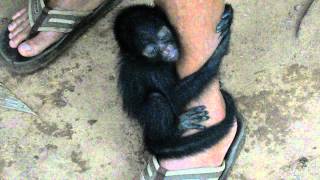 baby spider monkey [upl. by Etiuqram]