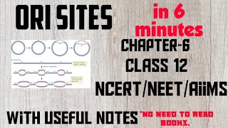 ORI Sites Origin of Replication Chapter 6 Molecular Basis of Inheritance [upl. by Crofoot]