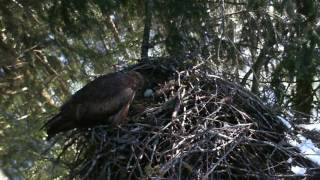 Black kite Milvus migrans [upl. by Fabi]