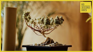 A Budding Trend Growing Cannabis Bonsai Trees [upl. by Lais]