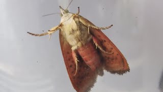 The notorious Teak defoliator Moth [upl. by Roxy]