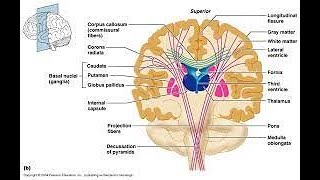 Commissure Fibers The Posterior Commissure [upl. by Muriah625]