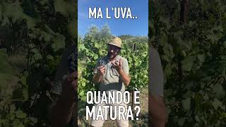 UVA MATURA i segreti della vendemmia [upl. by Nnylrebma]