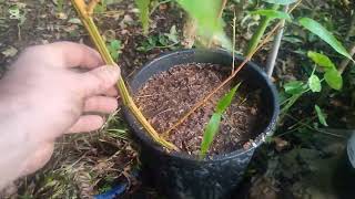 Transplanting Phyllostachys Vivax Aureocaulis 🌴 [upl. by Iana]