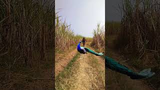 Vairalwildlife peacock in forest of bangal atack in peacock🦚cuteanimals 😍💯❤🙏 [upl. by Deborath104]