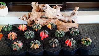 How do I repot my variegated gymnocalycium [upl. by Bud]