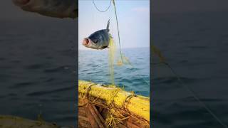 Fishing in largest sand made reservoir 🎣 fishing food sunrise shorts [upl. by Akinak349]