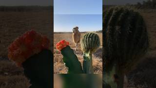 camel is eating cactus with flower [upl. by Eilama]