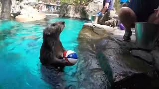 Zoo otter slam dunks mini basketball [upl. by Eelram]