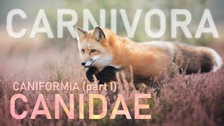 CARNIVORA I  Caniformia part1  Canidae 🐶 [upl. by Ettenahc]