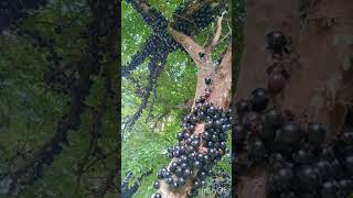 Jaboticaba fruta lindas [upl. by Arihaj]