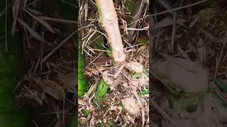 FPV The Bamboo Strikes Back 😅🥹 fpv trending wood fpvfamily bamboo bambooshoot philippines [upl. by Nesbitt658]