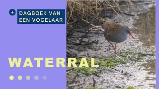 Waterral  okt 24 Vlieland  Kroons polders [upl. by Tivad328]