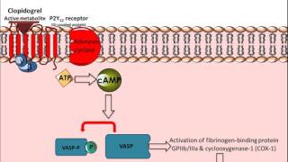 Clopidogrel  Mechanism of Action [upl. by Bathelda861]