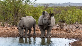 Chapter 1Ongava Lodge Namibia [upl. by Una]