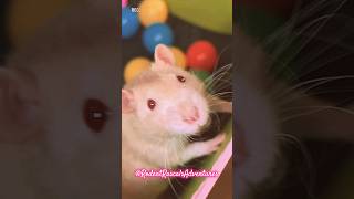 SUMMER RAT LOVE petrats ratlove ratlover ratlife love [upl. by Analahs449]