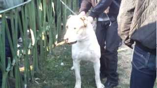 Armenian Shepherd Dog  Gampr  Wolfhound  Guard  White Cream  1 Year Old  Dog Show Armenia [upl. by Baerl176]