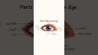 Parts of Human eyeenglishvocabulary englishlerning youtubeshorts shorts [upl. by Leugar949]