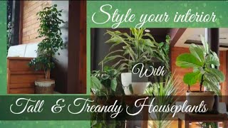 Style your interior with Tall amp Trendy Houseplants [upl. by Dilks]