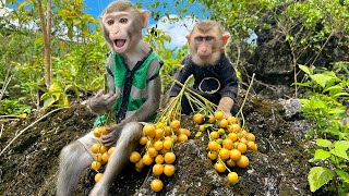 Monkey Bim Bims family happily ate clausena lansium ‪ [upl. by Cartie]