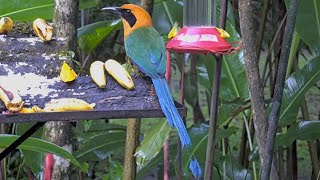 Rufous Motmot Shows Off Magnificent Tail While Perched In Panama – June 21 2024 [upl. by Cully]