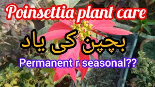 Poinsettia plant care in winterMyowngarden141 [upl. by Seabury]