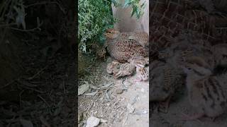 Grey Partridge Chicks  viral pets shortfeed greyfrancolin [upl. by Spoor]