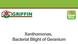 Xanthomonas Bacterial Blight of Geranium [upl. by Azriel]