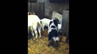 Cattle dog boer goats burenziegen Buck doe [upl. by Robbert415]