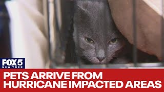 Pets arrive from hurricane impacted areas [upl. by Ingaborg]