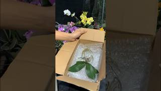 How amazing to grow orchids propagate plant fast and easy orchids flowers [upl. by Halludba]