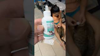 ✅Best Treatment for Ear Mites for my Cats  Dark Coffee Brown Ear Discharge [upl. by Nyluqcaj]