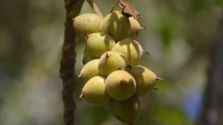 🌲 Juglans mandshurica  鬼胡桃（オニグルミ） Japanese walnut [upl. by Ellahcim]