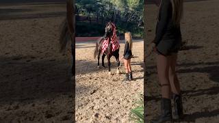 Desensitizing my horse Step by step turning fear into curiosity ♥️ desensitizing healinghorses [upl. by Surat]