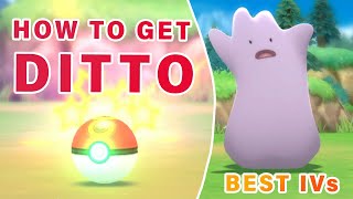 Where to Catch Ditto with BEST IVs ► Pokemon Brilliant Diamond  BDSP [upl. by Einberger]