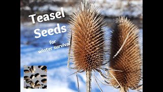 Winter Foraging for Teasel Seeds [upl. by Oretos]