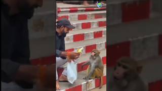 Funny Monkey Mind Voice shortsfeed monkey funnyanimal funny funnycat comedy catvideos [upl. by Otreblon]