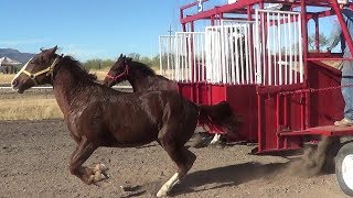 Carreras de Caballos en Mazatan 21 de Octubre 2017 [upl. by Yran]