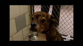 The Story of Chance the Dog  Houston SPCA [upl. by Tomaso]