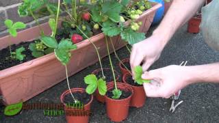 Planting Strawberry Runners Propagating Strawberries the easy way [upl. by Llirrem101]