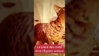 Les CHATS étaientils considérés comme divins dans l’Égypte antique  shorts [upl. by Eked]