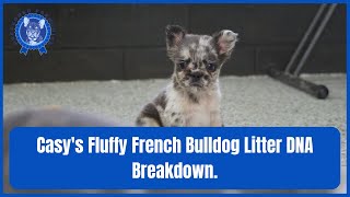 Casys Fluffy French Bulldog Litter DNA Breakdown [upl. by Vivian]