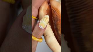 Effetto conchiglia🐚 nailartmania unghieperfette tutorialunghie nailtrends nailart naildesign [upl. by Hsac]