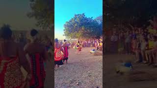 ZULU MAIDENS Background 4K trendingshorts zuludance king culture music trending [upl. by Varden]