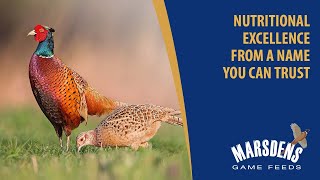 Discover the UK’s leading range of game feeds  ForFarmers Marsdens Game Feeds [upl. by Gurl]