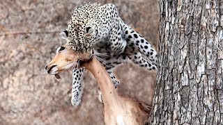 Leopard Drops Impala and Falls from Tree [upl. by Eneluqcaj]